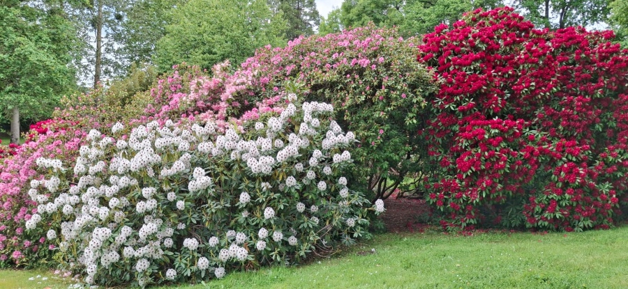 05 Rhodo 10