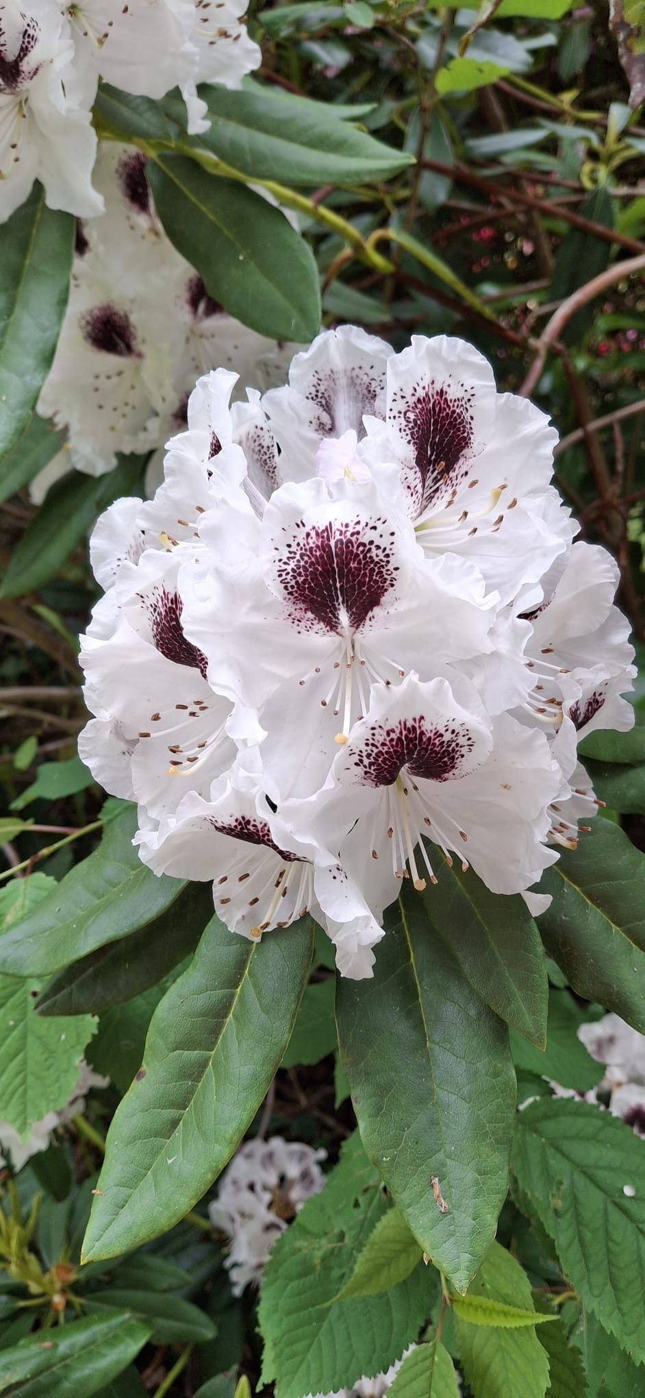 05 Rhodo 7