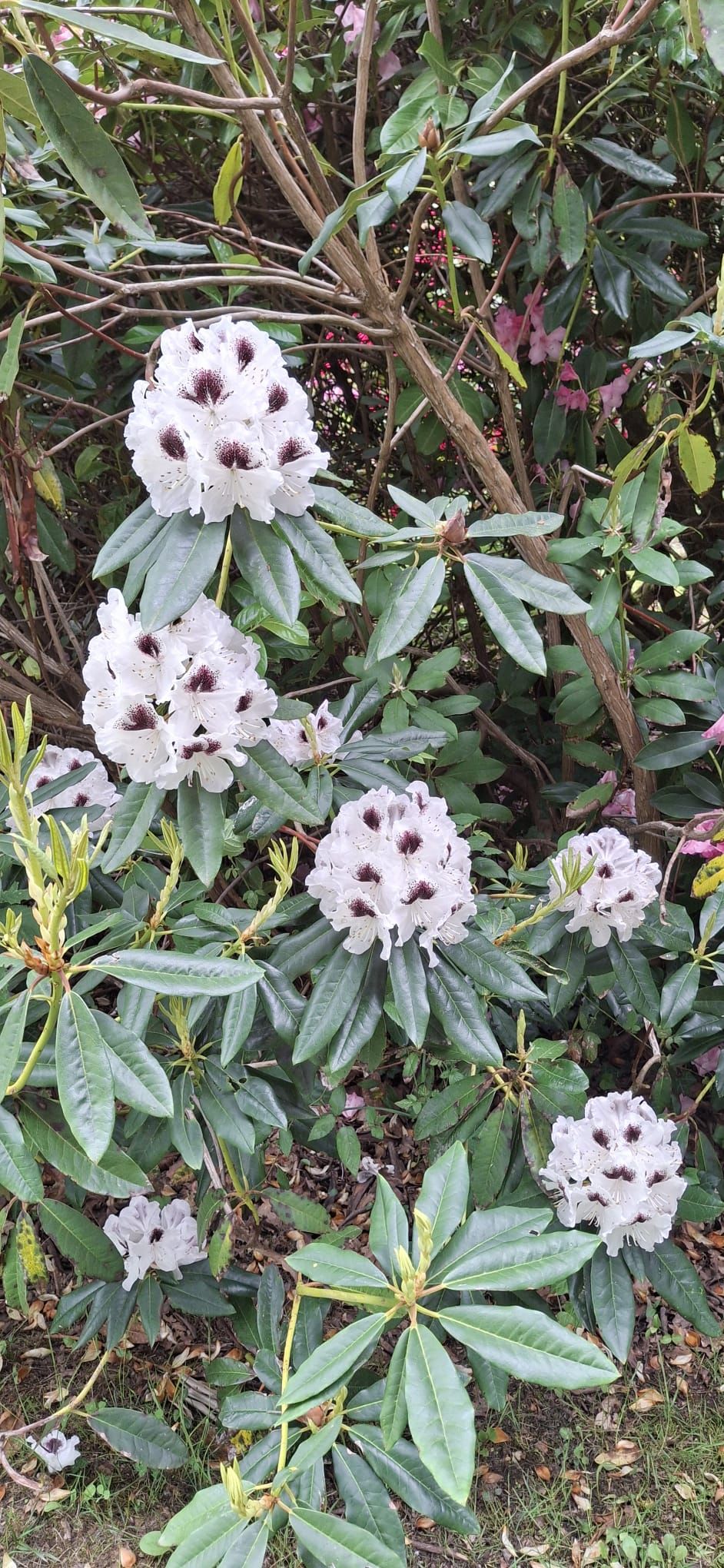 05 Rhodo 9